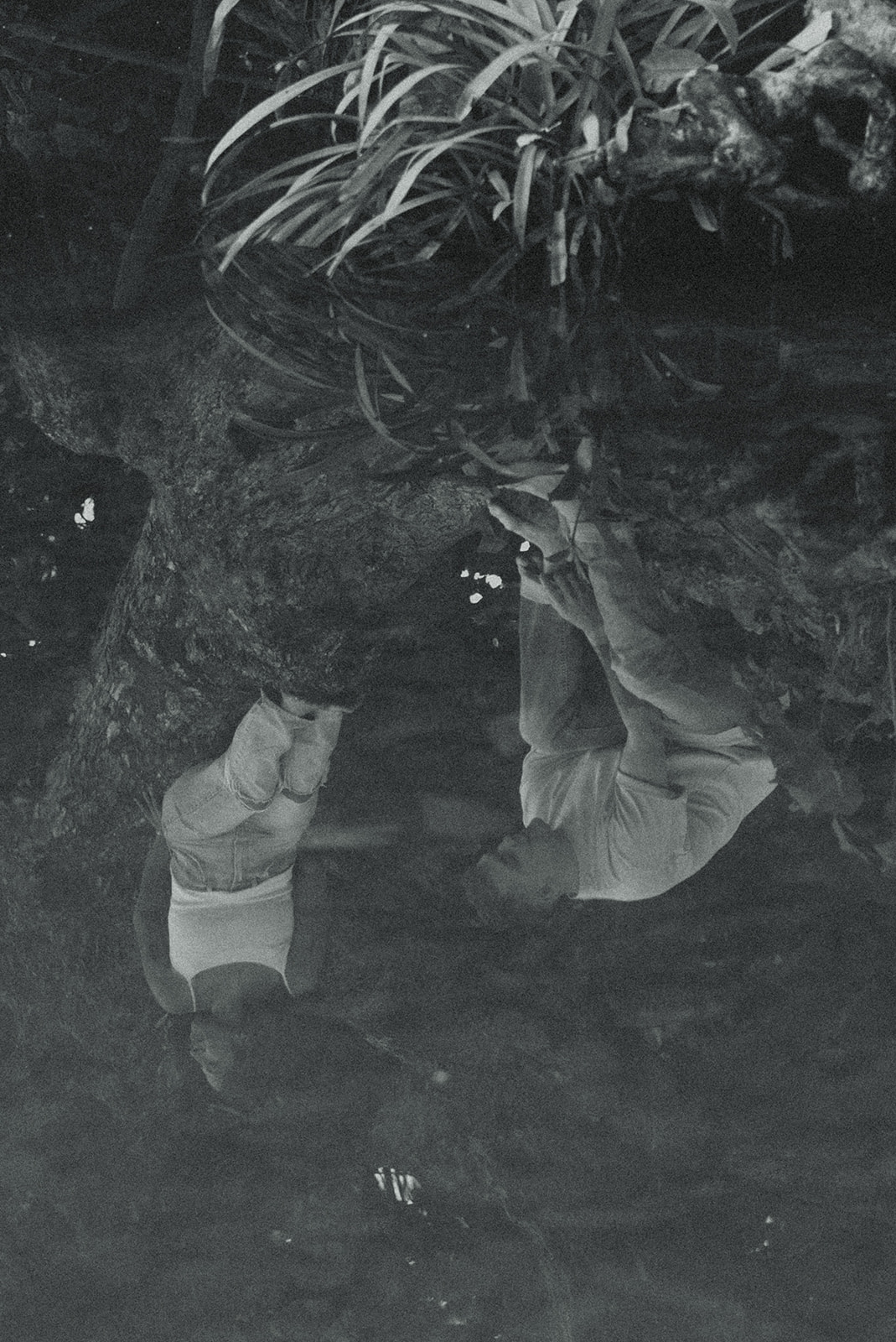 Lush Lakeside Mountains Oahu Hawaii Engagement Pictures Climbing Trees Couple North Shore Black and White